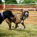 Dogs play in the Bark Park during the 3rd annual Dog Days of Summer on Saturday, July 27. Daniel Brenner I AnnArbor.com